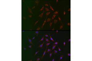 Immunofluorescence analysis of BALB-3T3 cells using TSC2 Rabbit pAb (ABIN6128542, ABIN6149611, ABIN6149612 and ABIN6213862) at dilution of 1:100 (40x lens). (Tuberin Antikörper  (AA 900-1150))