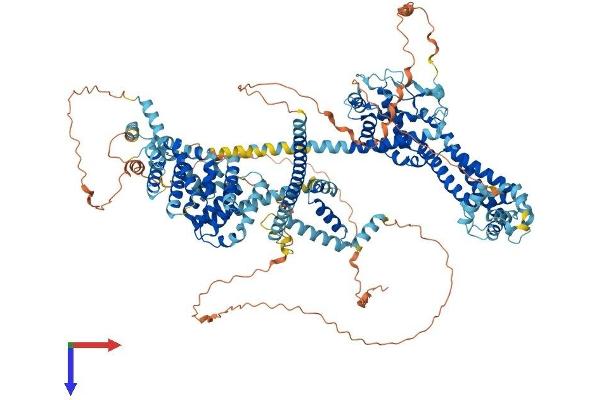 DIAPH3 Protein (AA 1-1193) (His tag)