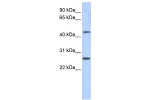 Western Blotting (WB) image for anti-PRAME Family Member 10 (PRAMEF10) antibody (ABIN2459766) (PRAMEF10 Antikörper)