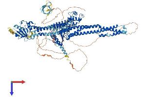 MCF2L Protein (AA 1-1149) (His tag)