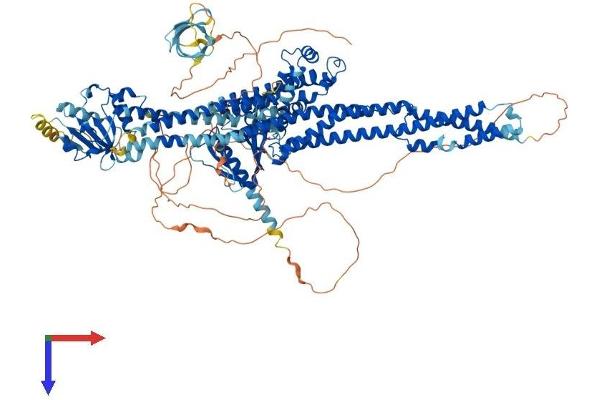 MCF2L Protein (AA 1-1149) (His tag)