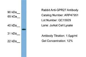 WB Suggested Anti-GPR27  Antibody Titration: 0. (GPR27 Antikörper  (N-Term))