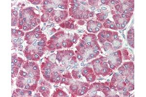 Anti-EDIL3 / DEL1 antibody IHC staining of human pancreas. (EDIL3 Antikörper  (AA 71-120))