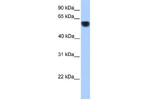 CYP1A1 antibody used at 1 ug/ml to detect target protein. (CYP1A1 Antikörper  (Middle Region))