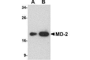 Western Blotting (WB) image for anti-Lymphocyte Antigen 96 (LY96) antibody (ABIN1031731) (LY96 Antikörper)