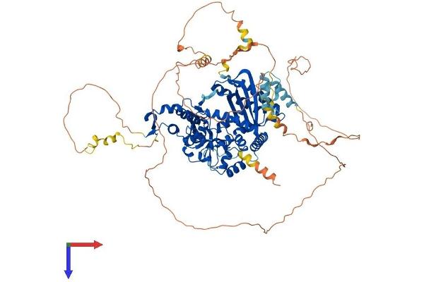 POLK Protein (AA 1-870) (His tag)