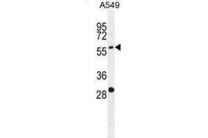 Western Blotting (WB) image for anti-Paralemmin 3 (PALM3) antibody (ABIN2996355) (PALM3 Antikörper)