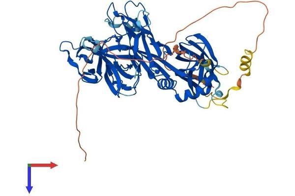 RBPJ Protein (AA 1-526) (His tag)