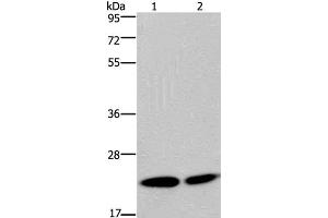 Western Blot analysis of Hela and Jurkat cell using NPM3 Polyclonal Antibody at dilution of 1:300 (NPM3 Antikörper)