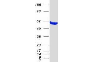 Western Blotting (WB) image for Protein Phosphatase, Mg2+/Mn2+ Dependent, 1B (PPM1B) (Transcript Variant 1) protein (Myc-DYKDDDDK Tag) (ABIN2729803)
