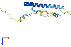 LIN52 Protein (AA 1-116) (His tag)