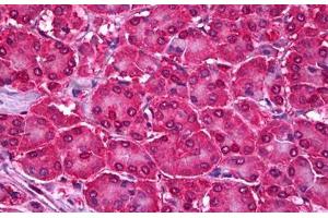 Anti-UBE2I antibody IHC staining of human pancreas. (UBE2I Antikörper  (AA 2-14))
