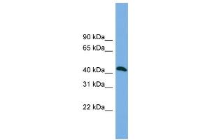WB Suggested Anti-ANKMY2 Antibody Titration: 0. (ANKMY2 Antikörper  (N-Term))