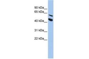 Image no. 1 for anti-Matrix Metallopeptidase 24 (Membrane-inserted) (MMP24) (AA 468-517) antibody (ABIN6743434) (MMP24 Antikörper  (AA 468-517))