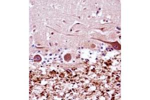 Formalin fixed and paraffin embedded human cerebellum tissue reacted with XRCC9 / FANCG Antibody (C-term) followed by peroxidase conjugation of the secondary antibody and DAB staining. (FANCG Antikörper  (C-Term))