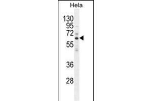 HYAL2 Antibody (C-term) (ABIN654687 and ABIN2844379) western blot analysis in Hela cell line lysates (35 μg/lane).
