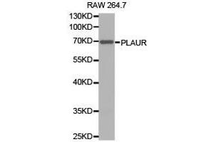 Western Blotting (WB) image for anti-Plasminogen Activator, Urokinase Receptor (PLAUR) antibody (ABIN2650943) (PLAUR Antikörper)
