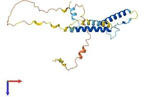 HAND2 Protein (AA 1-217) (His tag)