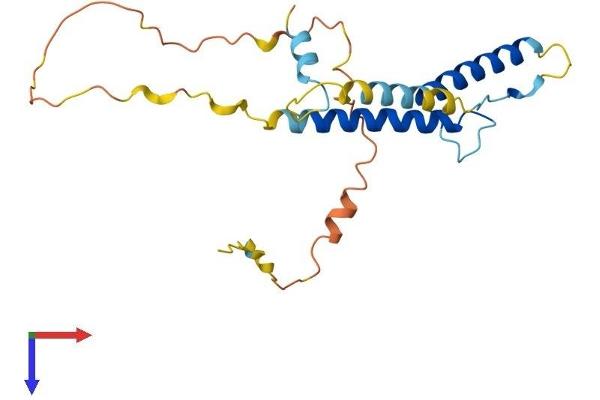 HAND2 Protein (AA 1-217) (His tag)