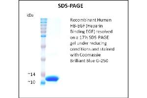 SDS-PAGE (SDS) image for Heparin Binding EGF (Active) protein (ABIN5509459)