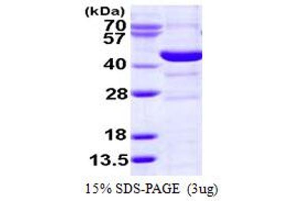 SMS Protein (AA 1-366) (His tag)