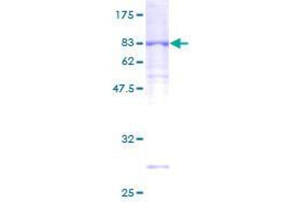 UNC5CL Protein (AA 1-518) (GST tag)