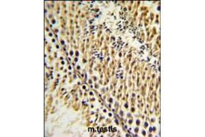 EXTL3 Antibody IHC analysis in formalin fixed and paraffin embedded testis tissue followed by peroxidase conjugation of the secondary antibody and DAB staining.