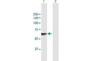 Western Blot analysis of PPP5C expression in transfected 293T cell line by PPP5C MaxPab polyclonal antibody. (PP5 Antikörper  (AA 1-499))