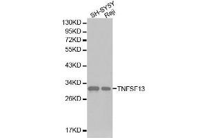 Western blot analysis of SH-SY5Y cell and Raji cell lysate using TNFSF13 antibody. (TNFSF13 Antikörper  (AA 105-247))
