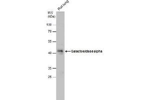 WB Image Galactosidase alpha antibody [N1C2] detects Galactosidase alpha protein by western blot analysis. (GLA Antikörper)