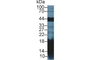 Western Blot; Sample: Mouse Pancreas lysate; Primary Ab: 2µg/ml Rabbit Anti-Rat REG1a Antibody Second Ab: 0.
