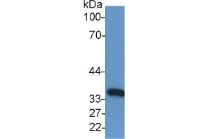 Detection of GAPDH in Human Lung lysate using Anti-Glyceraldehyde-3-Phosphate Dehydrogenase (GAPDH) Monoclonal Antibody (GAPDH Antikörper  (AA 2-148))
