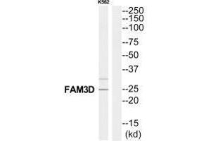 Western blot analysis of extracts from K562 cells, using FAM3D antibody. (FAM3D Antikörper  (C-Term))