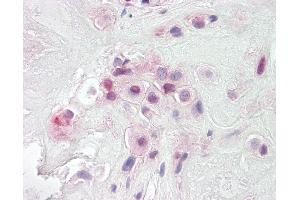 Anti-PON2 antibody IHC of human placenta.