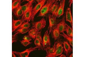 IF analysis of ALKBH1 using anti-ALKBH1 antibody (ABIN7602742) and anti-Tubulin Alpha antibody (ABIN7600339). (ALKBH1 Antikörper  (C-Term))