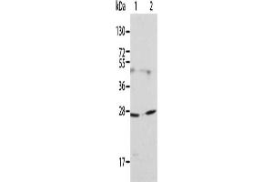 Gel: 12 % SDS-PAGE, Lysate: 40 μg, Lane 1-2: 231 cells, HT29 cells, Primary antibody: ABIN7130018(KLK15 Antibody) at dilution 1/200, Secondary antibody: Goat anti rabbit IgG at 1/8000 dilution, Exposure time: 1 minute (Kallikrein 15 Antikörper)