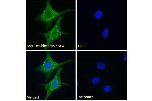 (ABIN6391364) Immunofluorescence analysis of paraformaldehyde fixed HepG2 cells, permeabilized with 0. (Doublecortin Antikörper  (AA 69-81))