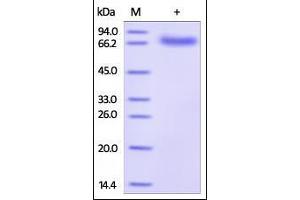 Biotinylated Human PD-L1, His Tag & Fc Tag on SDS-PAGE under reducing (R) condition.