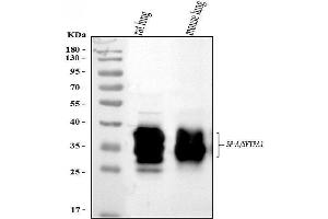 Western blot analysis of SFTPA1/2 using anti-SFTPA1/2 antibody (ABIN3043922). (SFTPA2 Antikörper  (C-Term))
