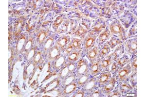 Formalin-fixed and paraffin embedded mouse stomach labeled with Anti-Phospho-Met(Tyr1234/1235) Polyclonal Antibody, Unconjugated (ABIN743843) at 1:200 followed by conjugation to the secondary antibody and DAB staining (c-MET Antikörper  (pTyr1234, pTyr1235))