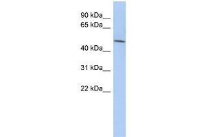 WB Suggested Anti-LRRC42 Antibody Titration: 0. (LRRC42 Antikörper  (N-Term))