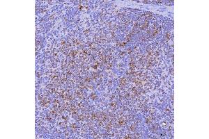 IHC analysis of LIGHT/Tnfsf14 using anti-LIGHT/Tnfsf14 antibody (ABIN7599138).
