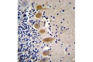 Immunohistochemistry analysis in formalin fixed and paraffin embedded human cerebellum tissue reacted with MST1 Antibody (C-term) followed which was peroxidase conjugated to the secondary antibody and followed by DAB staining.