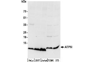 Western Blotting (WB) image for anti-ATP Synthase, H+ Transporting, Mitochondrial F0 Complex, Subunit E (ATP5I) (AA 19-69) antibody (ABIN7450012)