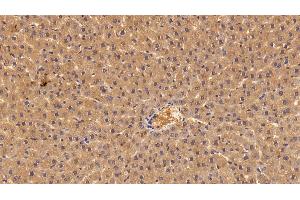 Immunohistochemistry (IHC) image for anti-Angiogenin (ANG) (AA 25-147) antibody (ABIN7430312)