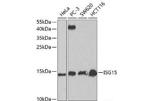 Western blot analysis of extracts of various cell lines using ISG15 Polyclonal Antibody at dilution of 1:1000. (ISG15 Antikörper)