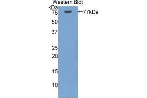 Western blot analysis of the recombinant protein. (HSPA1L Antikörper  (AA 1-641))
