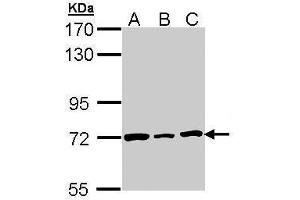 WB Image Sample (30 ug of whole cell lysate) A: H1299 B: Hela C: Hep G2 , 7. (Lamin B2 Antikörper)