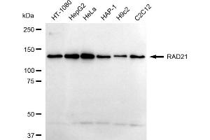 Western blotting analysis using RAD21 antibody (ABIN7800115). (Rekombinanter RAD21 Antikörper)