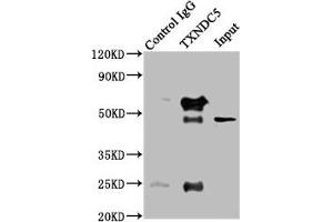 Western Blotting (WB) image for anti-Thioredoxin Domain Containing 5 (Endoplasmic Reticulum) (TXNDC5) (AA 1-324) antibody (ABIN7172004)